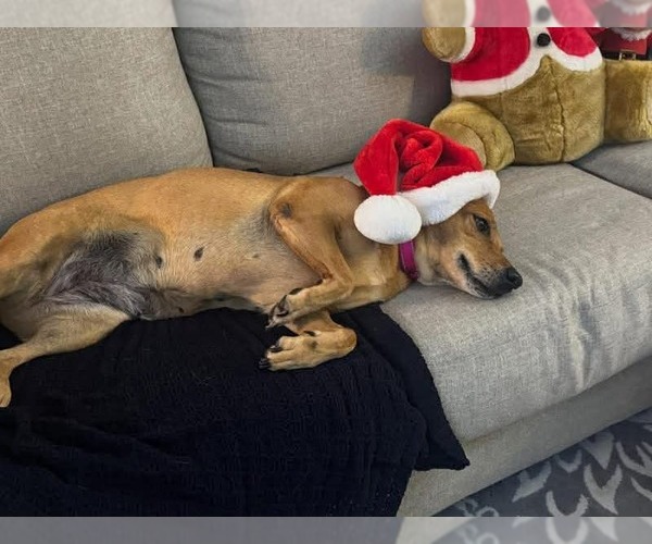 Medium Photo #2 Mutt Puppy For Sale in Woodbury, NY, USA