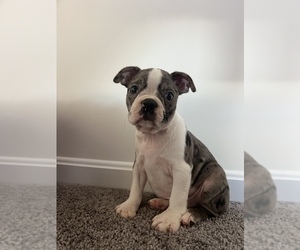 Boston Terrier Puppy for sale in MARTINSVILLE, IN, USA