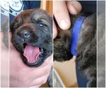 Small Photo #2 German Shepherd Dog Puppy For Sale in DAVISON, MI, USA