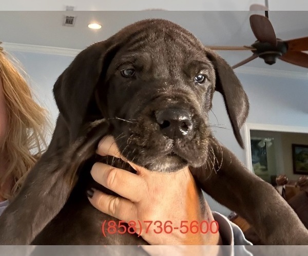 Medium Photo #2 Great Dane Puppy For Sale in CLANTON, AL, USA