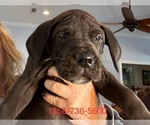 Small Photo #2 Great Dane Puppy For Sale in CLANTON, AL, USA