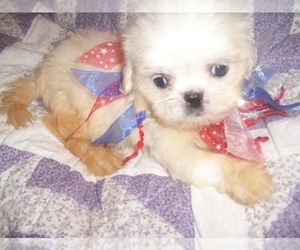 Shih Tzu Puppy for sale in JACKSON, MS, USA