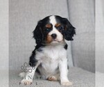 Small #3 Cavalier King Charles Spaniel