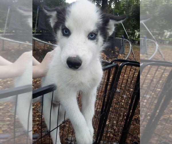 Medium Photo #1 Siberian Husky Puppy For Sale in FLORENCE, SC, USA