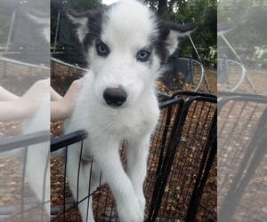 Siberian Husky Puppy for sale in FLORENCE, SC, USA