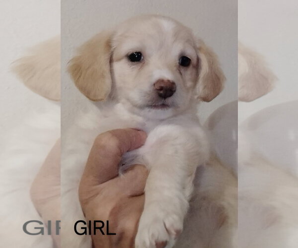 Medium Photo #1 Chihuahua-Unknown Mix Puppy For Sale in Grafton, WI, USA