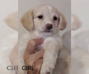 Chihuahua-Unknown Mix Dogs for adoption in Grafton, WI, USA