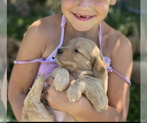 Golden Retriever Puppy for sale in SOAP LAKE, WA, USA