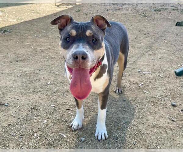 Medium Photo #1 American Pit Bull Terrier Puppy For Sale in Martinez, CA, USA