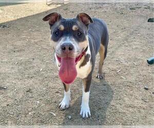 American Pit Bull Terrier Dogs for adoption in Martinez, CA, USA