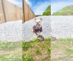 Small Photo #3 French Bulldog Puppy For Sale in ADAMS, TN, USA