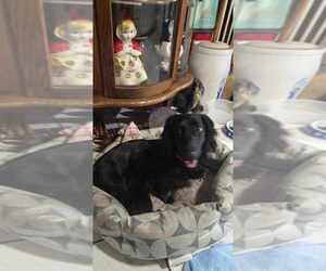 Mother of the Dachshund puppies born on 05/06/2025