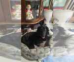 Small Photo #1 Dachshund Puppy For Sale in TITUSVILLE, FL, USA