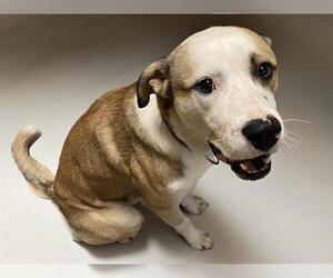 American Pit Bull Terrier-Anatolian Shepherd Mix Dogs for adoption in Tulsa, OK, USA