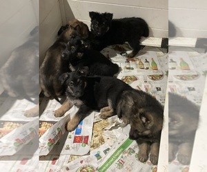 German Shepherd Dog Litter for sale in DOUGLASVILLE, GA, USA