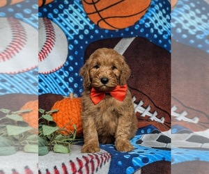 Goldendoodle (Miniature) Puppy for sale in STEVENS, PA, USA