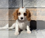 Small Photo #1 Cavalier King Charles Spaniel Puppy For Sale in SENECA FALLS, NY, USA