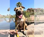 Small Photo #10 American Pit Bull Terrier-Unknown Mix Puppy For Sale in phoenix, AZ, USA