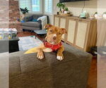Small #2 American Staffordshire Terrier Mix