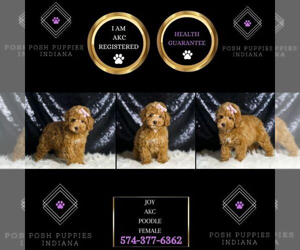 Medium Photo #6 Poodle (Toy) Puppy For Sale in WARSAW, IN, USA