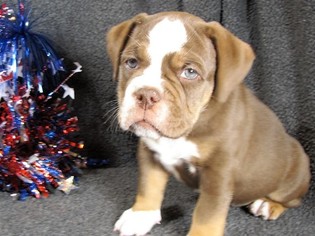Olde English Bulldogge Puppy for sale in WADSWORTH, OH, USA