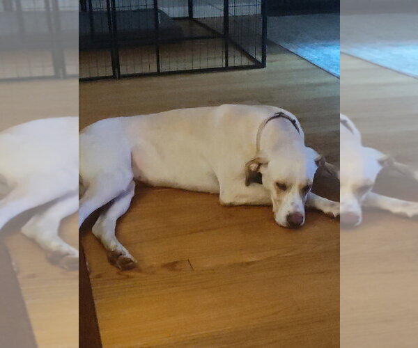 Medium Photo #2 Labrador Retriever-Unknown Mix Puppy For Sale in Boston, MA, USA