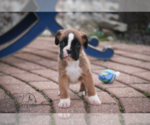 Small Photo #3 Boxer Puppy For Sale in SHIPSHEWANA, IN, USA