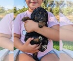 Small #1 Miniature Bernedoodle