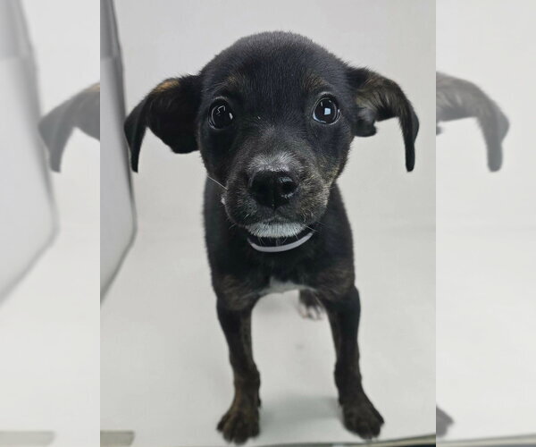Medium Photo #3 Chihuahua-Unknown Mix Puppy For Sale in Brewster, NY, USA