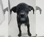 Small #2 Chihuahua Mix