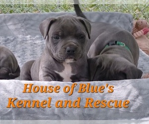 American Pit Bull Terrier Puppy for sale in DELAWARE, OH, USA