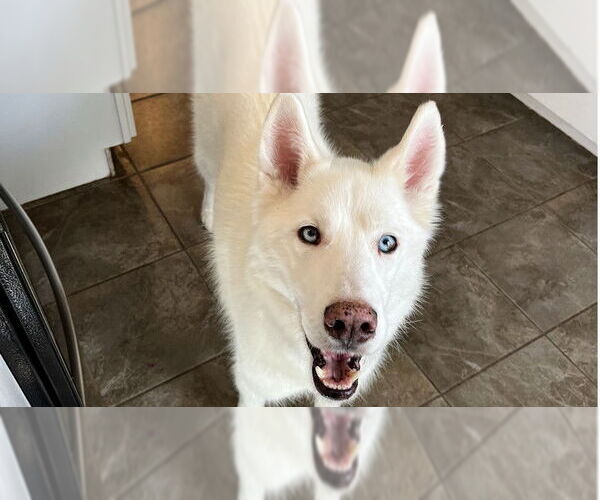 Medium Photo #1 - Mix Puppy For Sale in Springdale, PA, USA