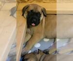 Small Photo #5 Mastiff Puppy For Sale in EAST GRIDLEY, CA, USA