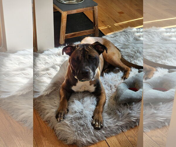 Medium Photo #7 Boxer-Unknown Mix Puppy For Sale in Holly Springs, NC, USA