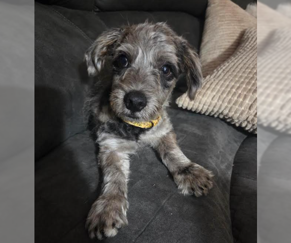 Medium Photo #1 Mutt Puppy For Sale in Brooklyn Center, MN, USA
