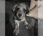Small Mutt