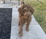 Puppy Yellow Collar Cocker Spaniel-Goldendoodle Mix