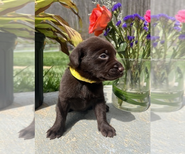 Medium Photo #4 Labrador Retriever Puppy For Sale in NEOLA, WV, USA