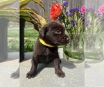 Small #3 Labrador Retriever