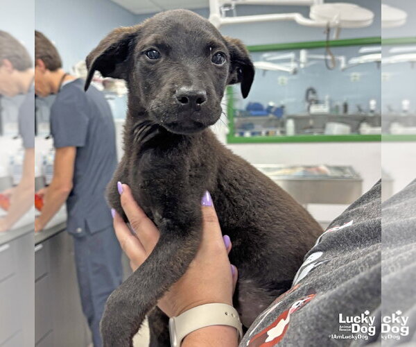 Medium Photo #4 Labrador Retriever-Unknown Mix Puppy For Sale in Washington, DC, USA