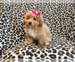Small Photo #12 Bichpoo Puppy For Sale in LAKELAND, FL, USA