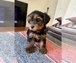 Puppy Charlie Yorkshire Terrier