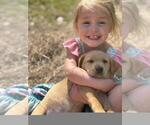 Small Photo #25 Labrador Retriever Puppy For Sale in BONAIRE, GA, USA