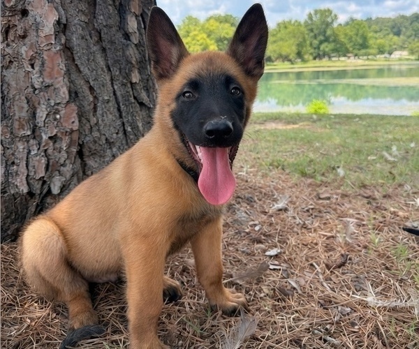 Medium Photo #1 Belgian Malinois Puppy For Sale in THAYER, MO, USA