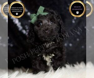 Poodle (Miniature) Puppy for sale in WARSAW, IN, USA