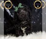 Small Poodle (Miniature)