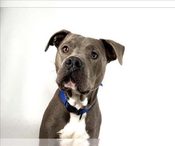 Medium Photo #2 American Staffordshire Terrier-Labrador Retriever Mix Puppy For Sale in Fort Collins, CO, USA