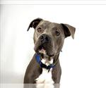 Small #1 American Staffordshire Terrier-Labrador Retriever Mix