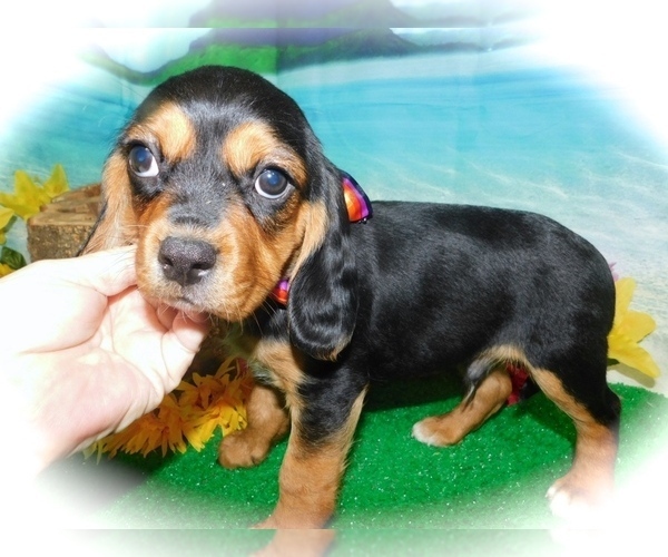 Medium Photo #3 Beaglier Puppy For Sale in HAMMOND, IN, USA