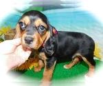 Small Photo #3 Beaglier Puppy For Sale in HAMMOND, IN, USA